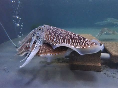 虎邊 養魚|虎斑烏賊繁養殖研究